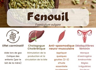 Le Fenouil