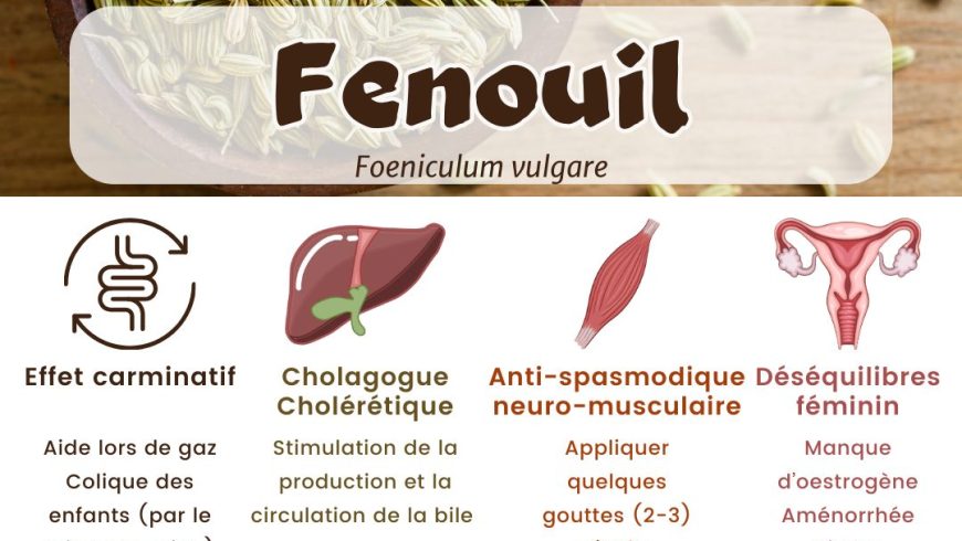 Le Fenouil