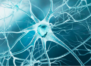 Biohacking nutraceutique : Protocole universel de longévité