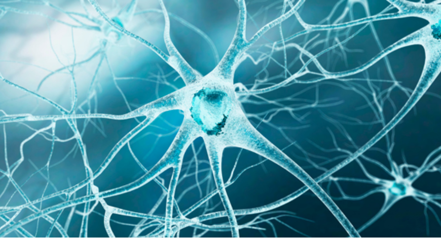 Biohacking nutraceutique : Protocole universel de longévité